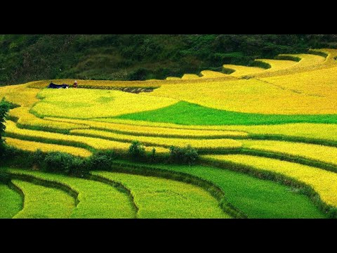 Bonobo: Nguồn Gốc Tiến Hóa Của Ngôn Ngữ Con Người?